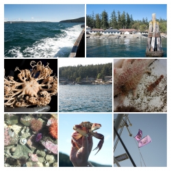 Introduction to Marine Biology in the San Juan Islands