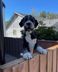 Billy the Dog