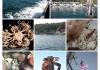 Introduction to Marine Biology in the San Juan Islands