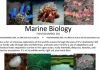 FISH/OCEAN/BIOL 250 Marine Biology