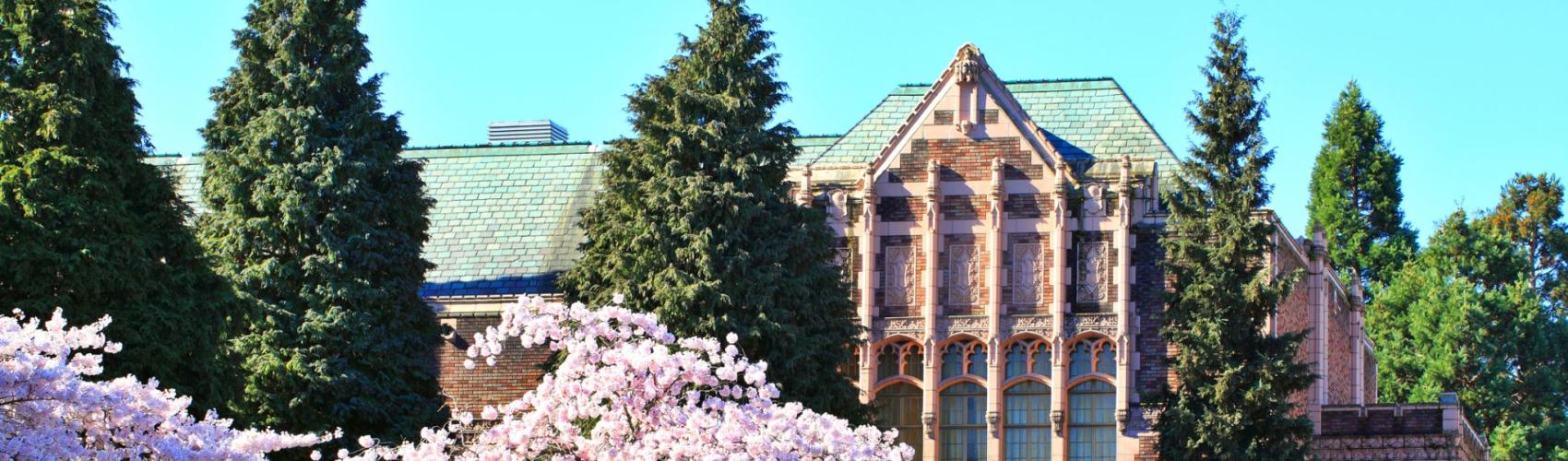 Cherry Blossoms at UW